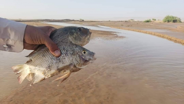 في ظاهرة غريبة وعحيبة .. اليمنيون يصطادون الأسماك في الصحراء(صور( ..!!
