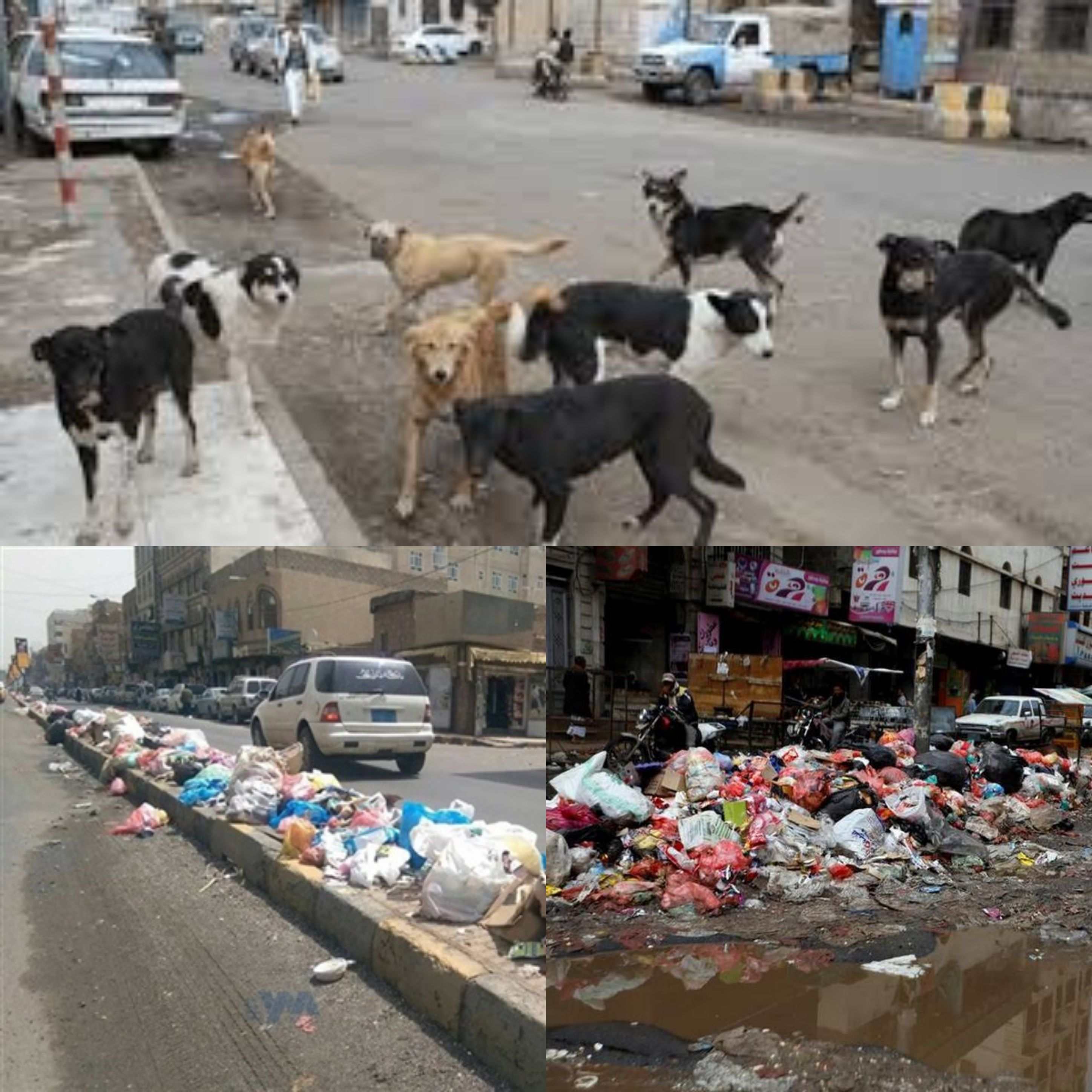 بالصور اعلان العاصمة مدينة منكوبة بعد ان حلت عليها الكوارث وغزتها الالاف الكلاب المسعورة